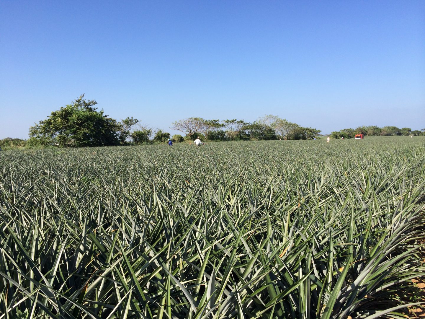 Frutas y Conservas de Veracruz